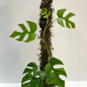 tutor de musgo para plantas x 90 cm 